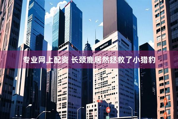 专业网上配资 长颈鹿居然拯救了小猎豹